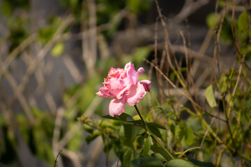 One light pink rose centered