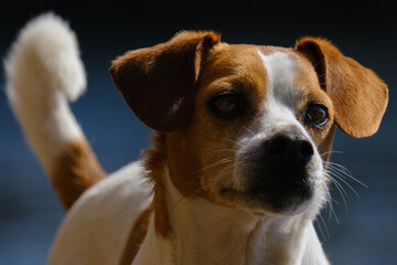 Jack russell terrier