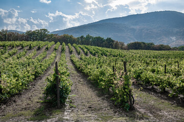 Fototapeta na wymiar Long rows of vineyards in the valley