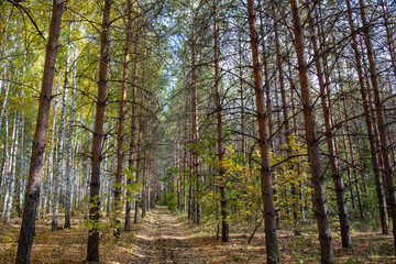 A path in an autumn forest surrounded by white-trunk birches and coniferous trees.