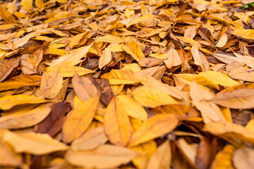 colorful pile of leaves on the ground in a beautiful autumn forest