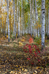 White-trunk birch trees with yellow foliage in the autumn forest.