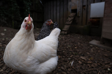 Ein neugieriges weisses Huhn, welches direkt in die Kamera schaut