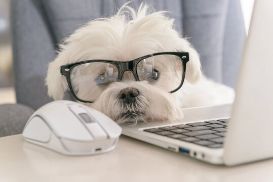 Little white intelligent dog works with a computer