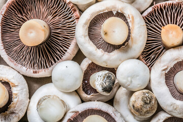 Texture of fresh mushrooms. Champignons (button mushrooms) on smooth reflective surface