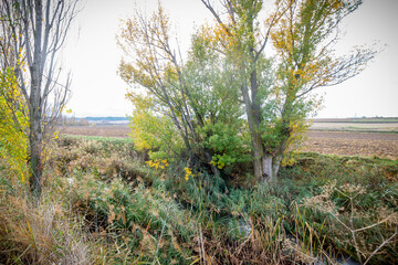 paisaje de otoño con hojas de arboles amarillas	