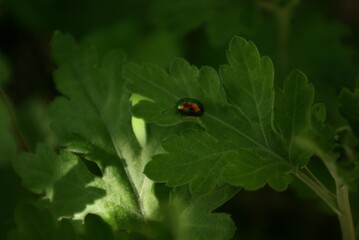 Multicolored beetle on a green leaf