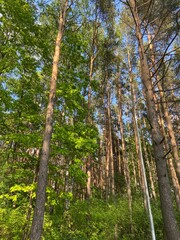 trees in the forest