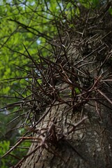 Tree trunk with large spikes