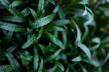 Fototapeta premium a juicy, green plant after a rain shower