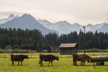 kuhweide im allgäu