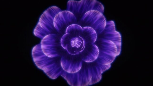 Opening 3D Purple Flower. Endless Blooming Petals. 3D Graphic Animation Isolated On Black Space. 4K Animated Background Loop