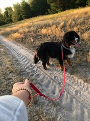 dog in the park