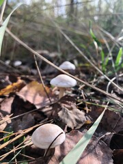 mushroom in the forest