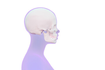 view of the skull in the human head, female head scan in profile, isolated on white, 3d render
