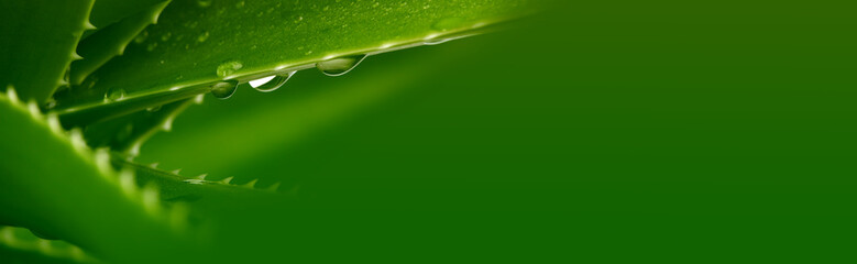 Green leaf aloe vera with water drops. Horizontal long nature background. © Liliia