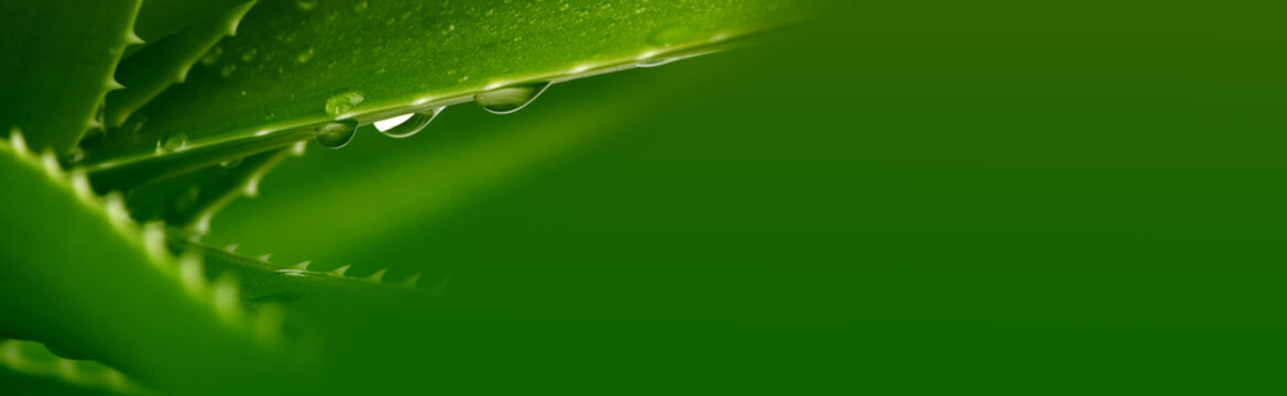 Green leaf aloe vera with water drops. Horizontal long nature background.