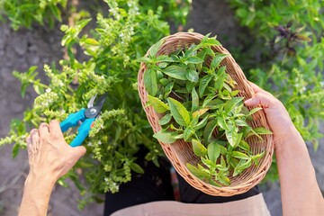Woman farmer gardener cuts basil with pruner, leaves in basket