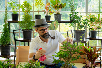 senior retired Caucasian man with smoking pipe doing indoor gardening in home greenhouse planting herb and green vegetable