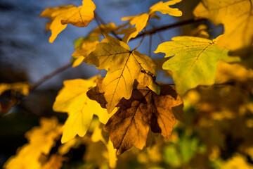 colorful pile of leaves on the ground in a beautiful autumn forest