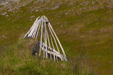 Wooden poles for Sami traditional shelter in tundra, Skarsvag, Northern Norway