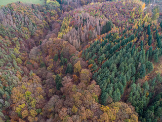 Aerial view Beautiful green, orange and red autumn forest, many trees different colors germany rhineland palantino