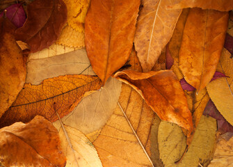 Background from autumn leaves. Autumn mood, place for text.