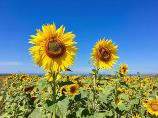 Field of beautiful yellow sunflowers at Rhossili on the Gower Peninsular with a blue sky background - Helianthus-helios.