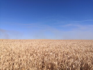 wheat field and sky