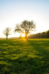 Traumhafter Sonnenuntergang vor Baum mit grüner Wiese