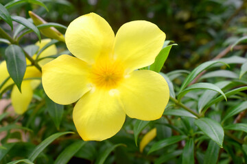 Beautiful yellow flowers in the garden or called Allamanda, Common allamanda, Golden trumpet, Golden trumpet vine, Yellow bell