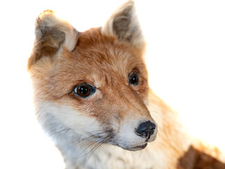 Rotfuchs isoliert auf weißen Hintergrund