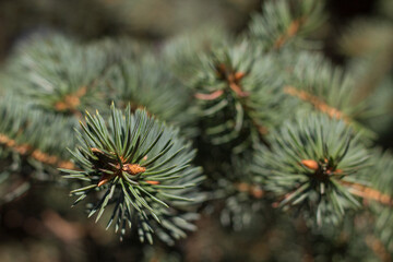 Naklejka na ściany i meble Blue spruce branches close up.