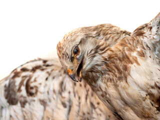 Greifvogel isoliert auf weißen Hintergrund
