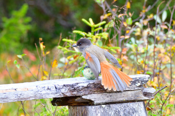 Unglückshäher (Perisoreus infaustus) in Schweden