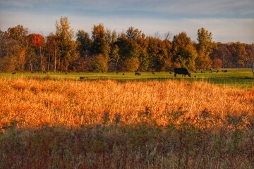 1064 - Cows of Peck Road
