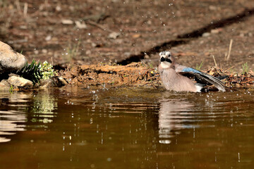 Arrendajo euroasiático bañándose (Garrulus glandarius) Ojén Málaga España 