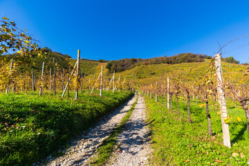 Fototapeta na wymiar The Prosecco hills in autumn