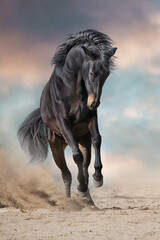 Bay stallion free run fast on desert dust