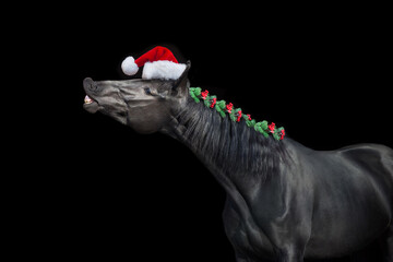 Black horse in christmas decor in santa hat. New Year and Christmas horse