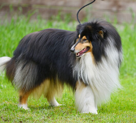 Dog breed сollie