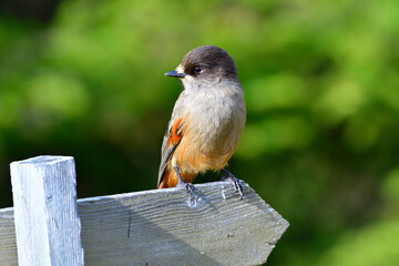 Unglückshäher (Perisoreus infaustus) in Schweden