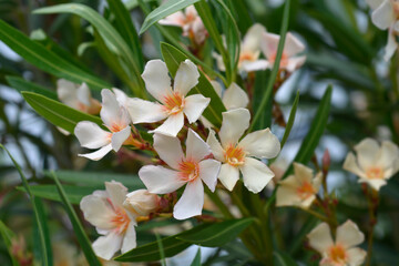 Obraz premium Common oleander