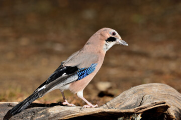 Arrendajo euroasiático posado en un tronco (Garrulus glandarius) Ojén Málaga España 
