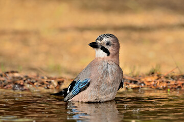 Arrendajo euroasiático bañándose en el estanque del parque (Garrulus glandarius) Ojén Málaga España 
