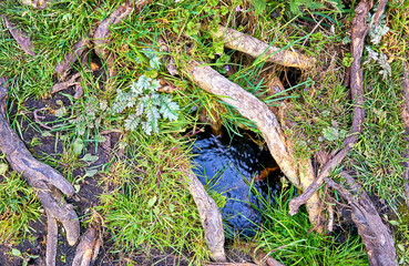 Nature background with water and sticks between green grass.
