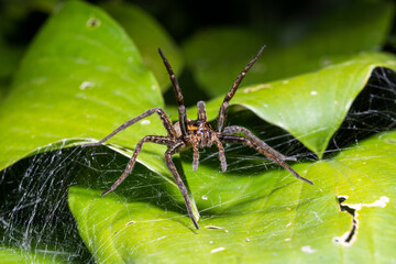 A spider protects its numerous offspring, in a web on a leaf, Ready to attack, Macro photo.