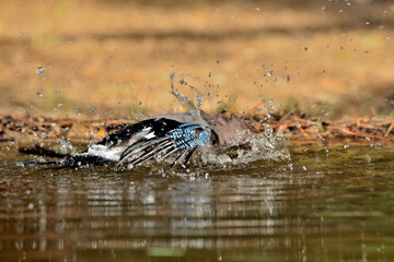 Arrendajo euroasiático (Garrulus glandarius)