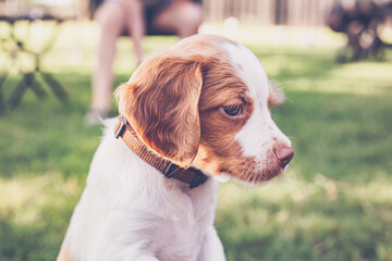 puppy