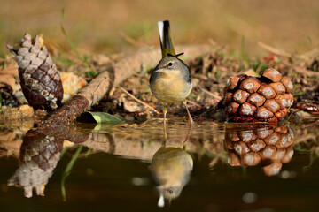 Lavandera cascadeña (Motacilla cinerea)
